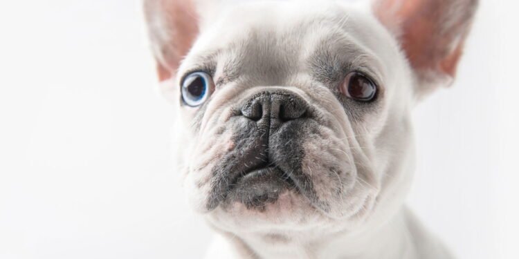 O que significa quando seu cachorro olha em seus olhos quando está prestes a dormir, de acordo com especialistas