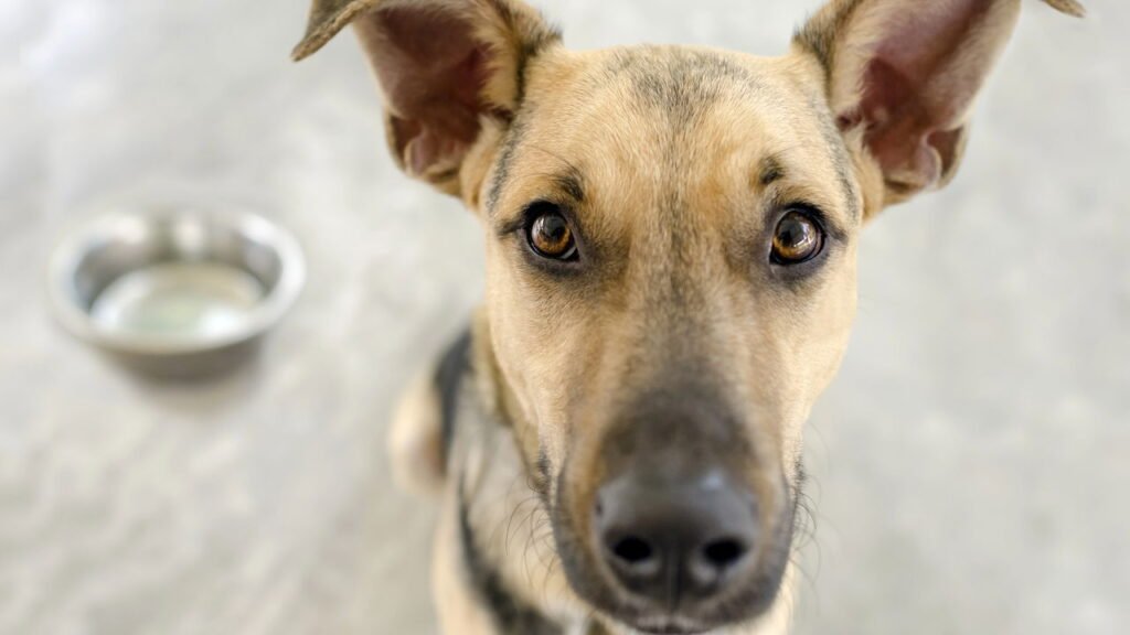 O que significa quando seu cachorro olha em seus olhos quando está prestes a dormir, de acordo com especialistas
