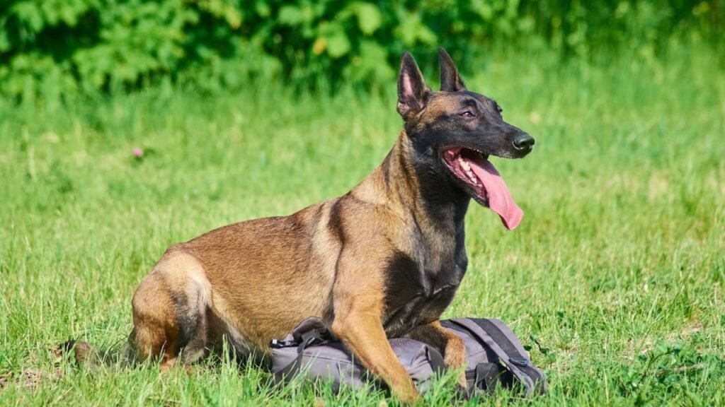 7 comportamentos de proteção que provam que seu cão está sempre cuidando de você