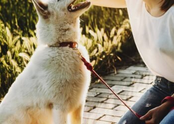 O cuidado que poucas pessoas tomam ao cumprimentar o cachorro quando chegam em casa