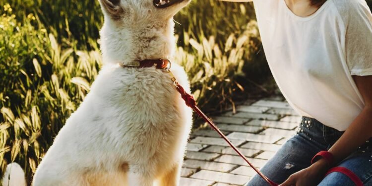 O cuidado que poucas pessoas tomam ao cumprimentar o cachorro quando chegam em casa