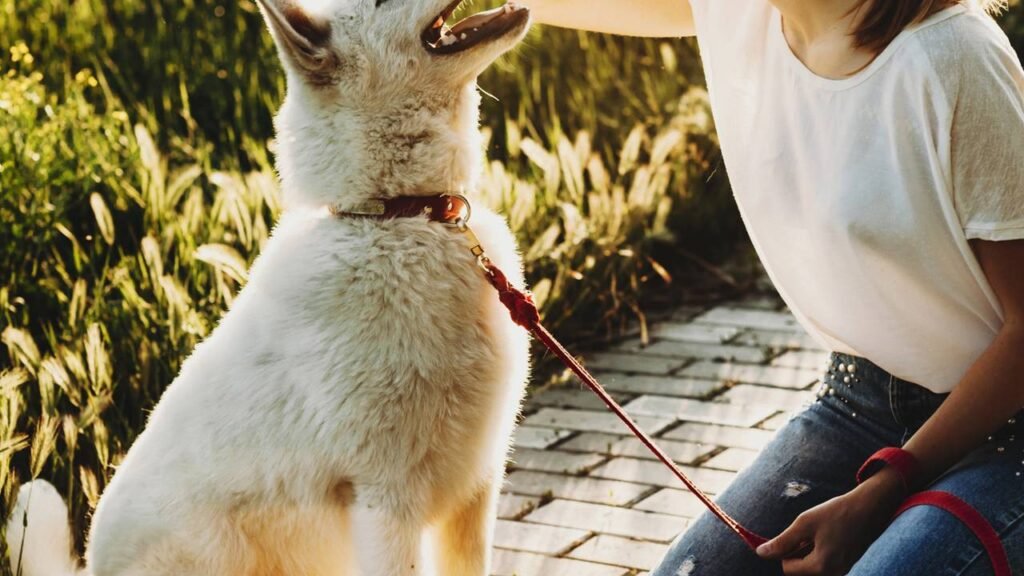 A demonstração de carinho ao receber o dono em casa.
