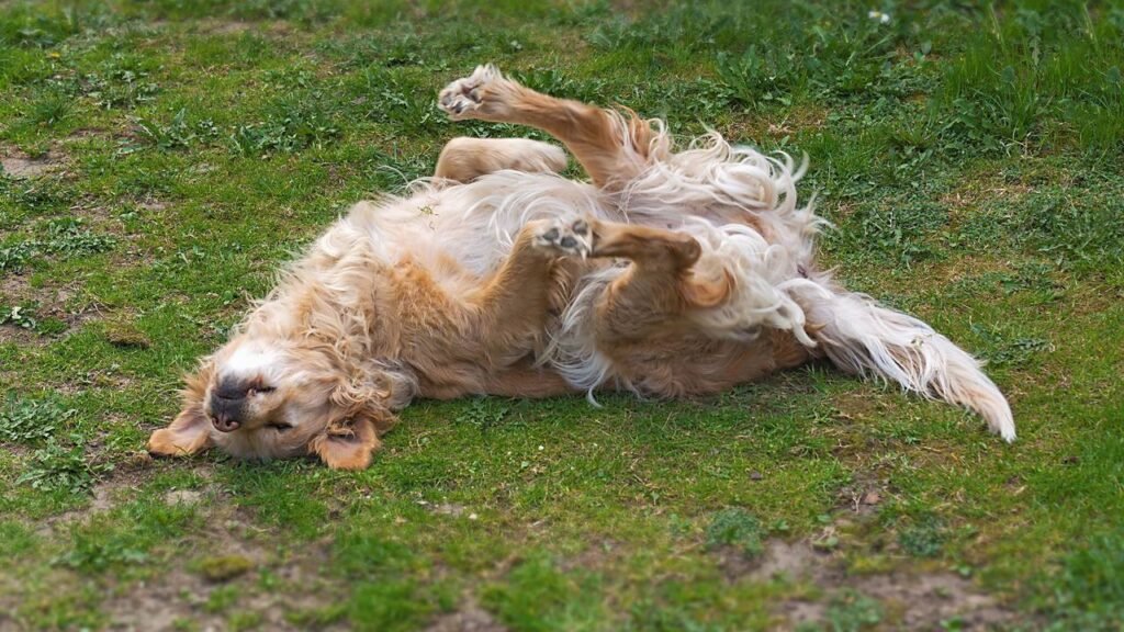 O que significa quando seu cachorro rola na terra depois do banho, de acordo com especialistas