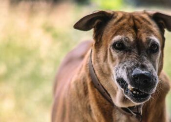 O que significa quando seu cão rosna para você, de acordo com um treinador de cães