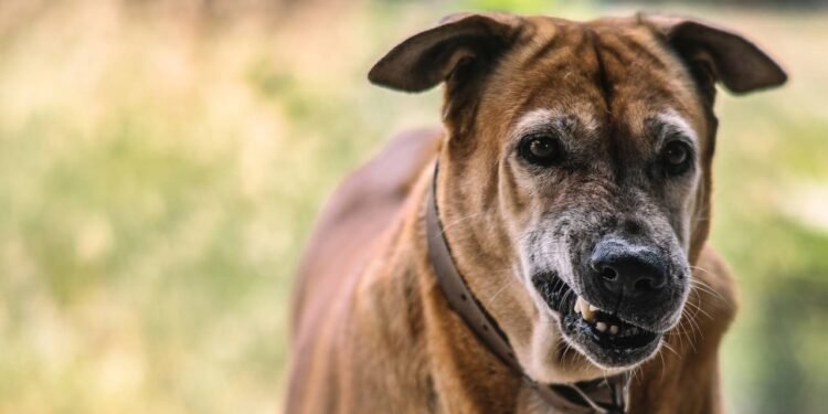 O que significa quando seu cão rosna para você, de acordo com um treinador de cães