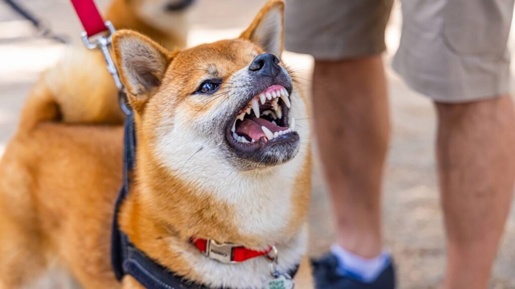 O que significa quando seu cão rosna para você, de acordo com um treinador de cães