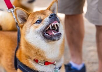 O que significa quando o cachorro rosna mas balança o rabo ao mesmo tempo?