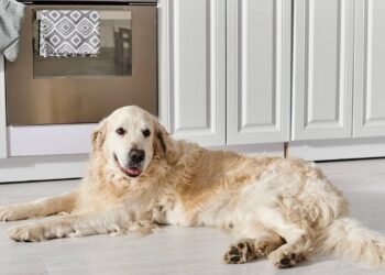 O que significa para o seu cão se esticar, de acordo com um especialista em comportamento canino