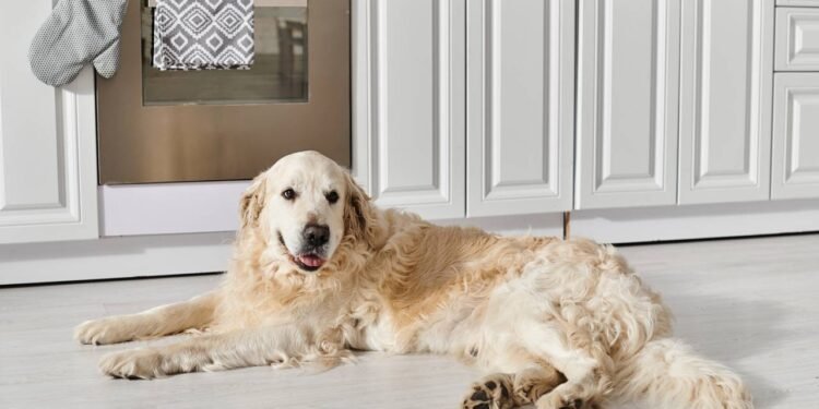 O que significa para o seu cão se esticar, de acordo com um especialista em comportamento canino