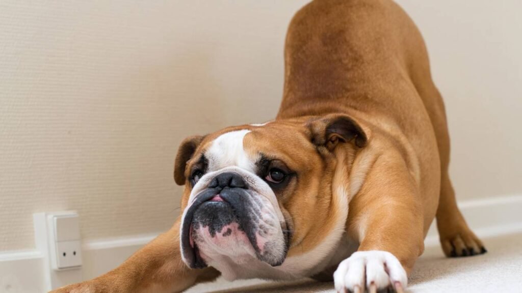 O que significa quando o seu cachorro se estica do nada durante o dia