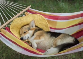 Esse é o motivo do seu cachorro precisar de silêncio