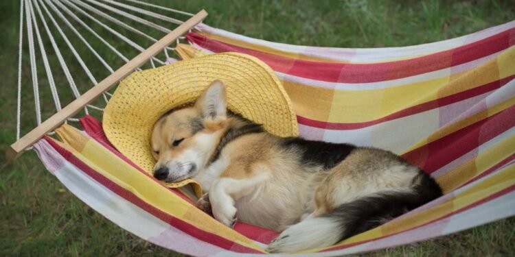 Esse é o motivo do seu cachorro precisar de silêncio