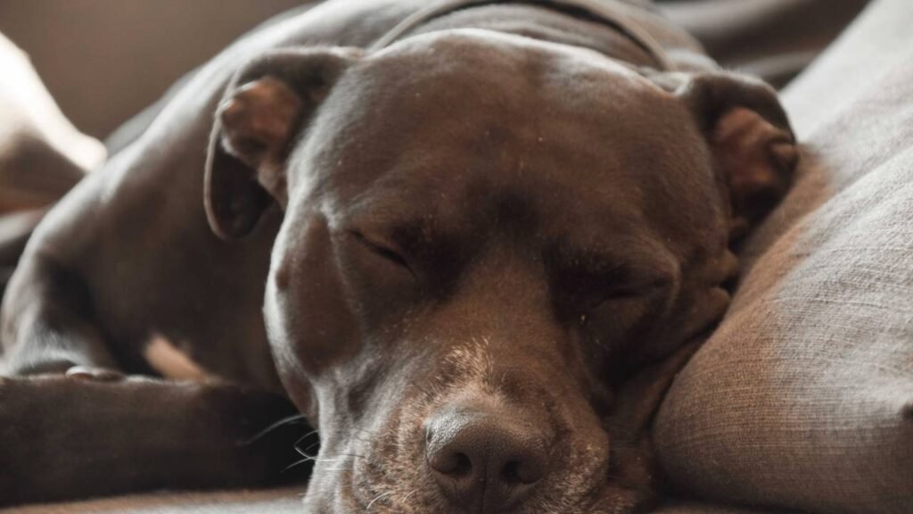 Esse é o motivo do seu cachorro precisar de silêncio