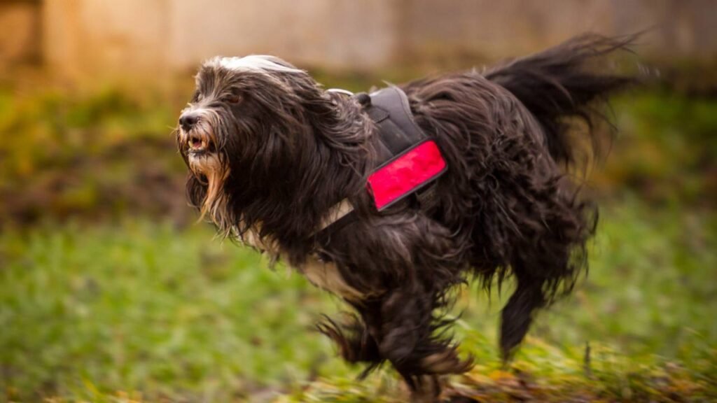 5 maneiras pelas quais seus animais de estimação estão secretamente irritando seus vizinhos