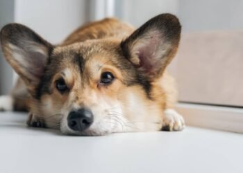 O que seu cão sente quando você o deixa sozinho, segundo especialistas