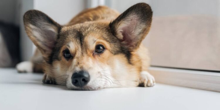 O que seu cão sente quando você o deixa sozinho, segundo especialistas