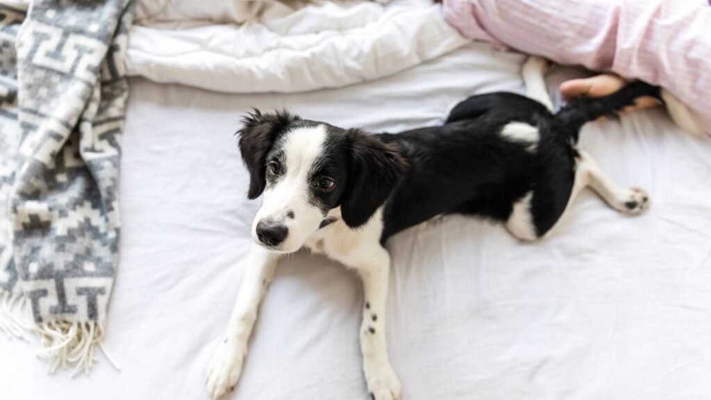 O que seu cão sente quando você o deixa sozinho, segundo especialistas