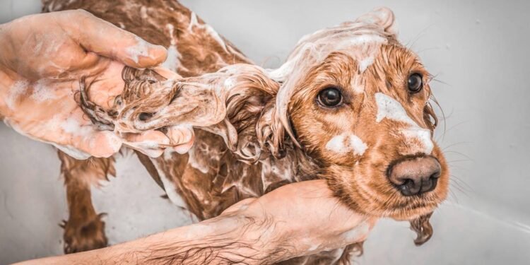 O que significa quando seu cachorro rola na terra depois do banho, de acordo com especialistas