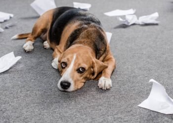 Por que muitos pets adoecem quando o dono está triste, segundo especialistas