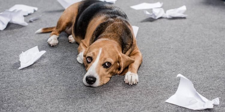 Por que muitos pets adoecem quando o dono está triste, segundo especialistas