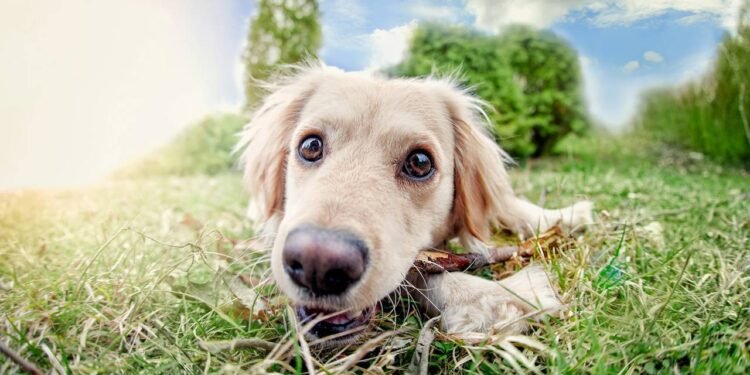 Os cachorros realmente conseguem entender as palavras humanas?