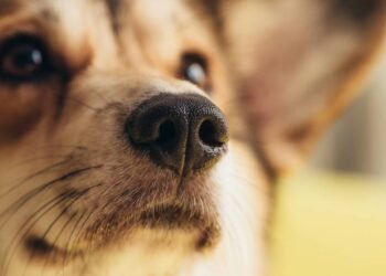 Por que seu cachorro sempre gira em círculos antes de fazer cocô