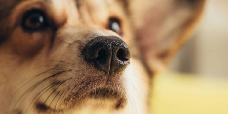 Por que seu cachorro sempre gira em círculos antes de fazer cocô