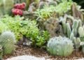 Como escolher os tipos de cactos que crescem bem dentro de casa