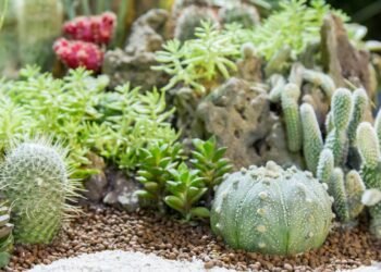 Como escolher os tipos de cactos que crescem bem dentro de casa