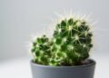 Fácil de cuidar: 5 plantinhas que quase não precisam de água e decoram a casa
