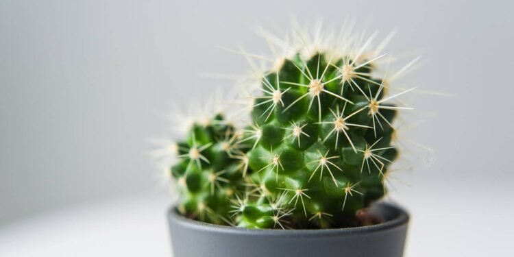 Fácil de cuidar: 5 plantinhas que quase não precisam de água e decoram a casa