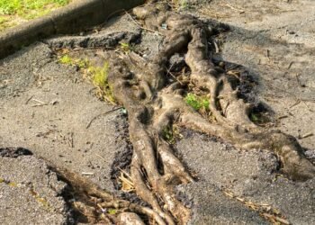 As árvores que vão destruir sua calçada sem você perceber