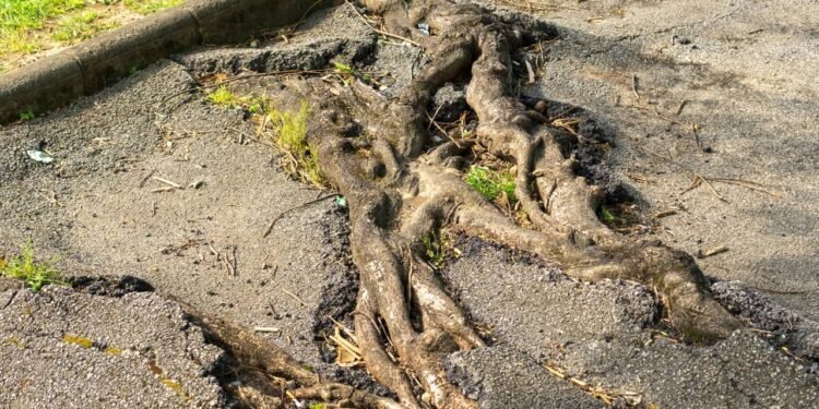 As árvores que vão destruir sua calçada sem você perceber