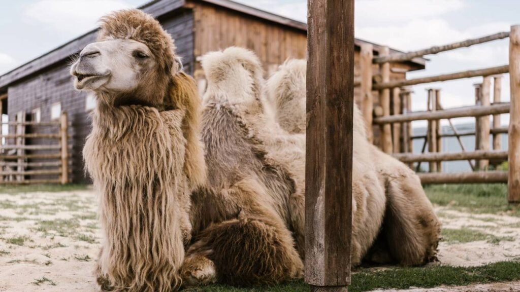 Qual o coletivo de camelos que poucas pessoas sabem