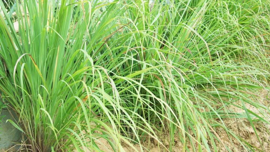 A erva famosa que tem efeito relaxante e melhora seu sono