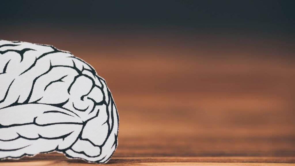 Com que idade o cérebro atinge seu desempenho máximo, segundo cientistas