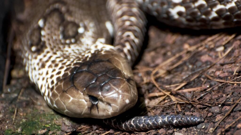 Como as cobras poderiam resolver um antigo problema da humanidade, segundo a ciência