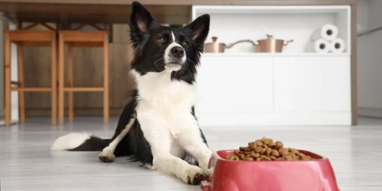 Por que os comedouros dos pets precisam ser lavados frequentemente