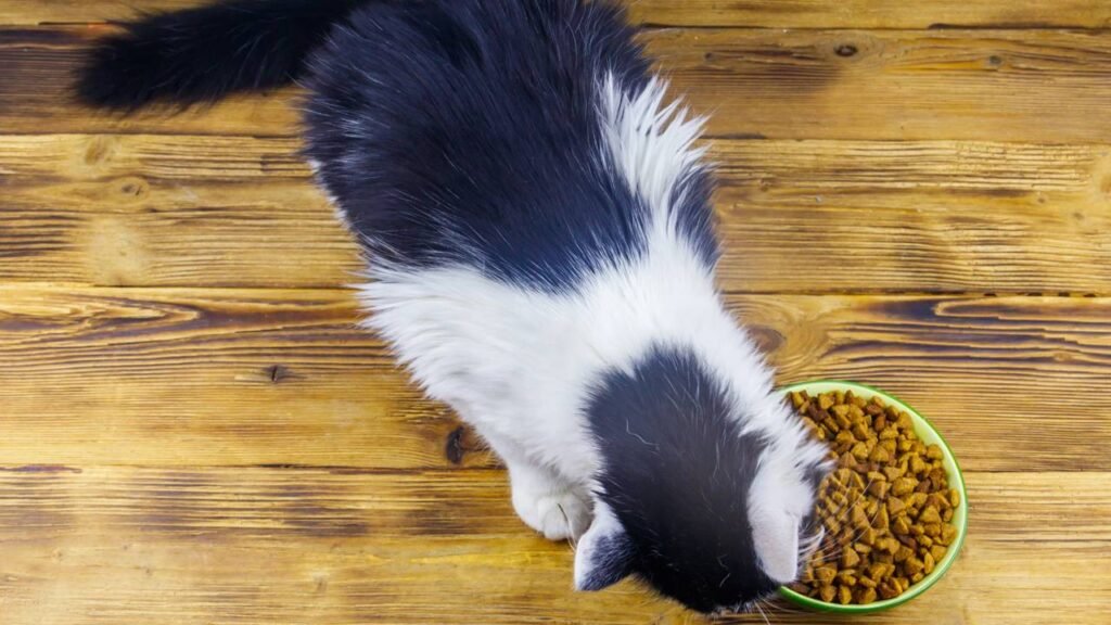 Por que os comedouros dos pets precisam ser lavados frequentemente