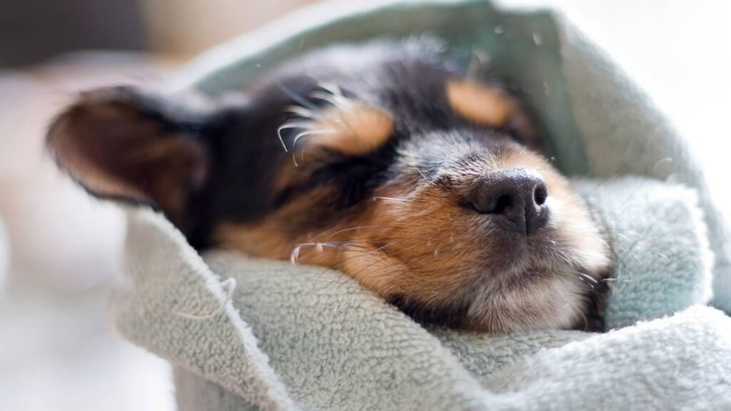 Dormir com seu animal de estimação: 7 maneiras de entender esse comportamento, segundo a psicologia