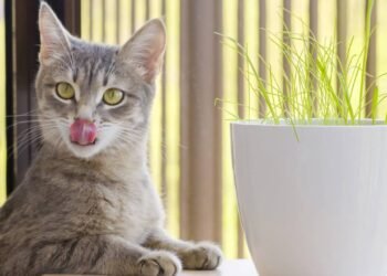 As cinco plantas seguras para sua casa se você tem gatos