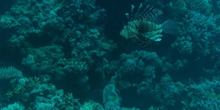 Quase ninguém sabe, mas este peixe é uma das piores espécies invasoras e vive nos rios