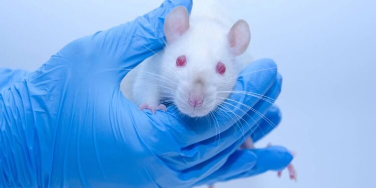 Camundongo // Créditos: depositphotos.com / kurashova