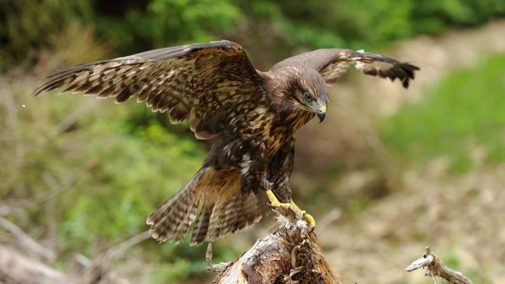 Qual é o seu pássaro, de acordo com a sua data de nascimento