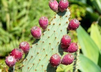 A fruta rica em fibra e magnésio perfeita para a saúde digestiva