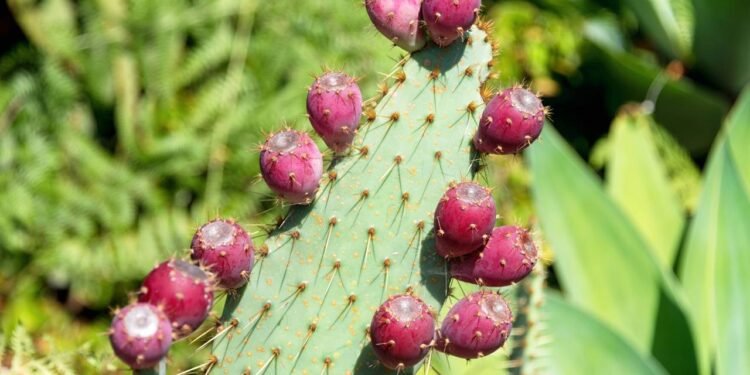A fruta rica em fibra e magnésio perfeita para a saúde digestiva