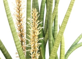 O que significa quando a língua-de-sogra floresce, segundo o Feng Shui