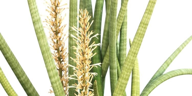 O que significa quando a língua-de-sogra floresce, segundo o Feng Shui