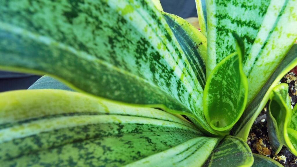 O que significa quando a língua-de-sogra floresce, segundo o Feng Shui