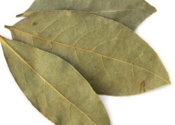 Ferver folhas de louro em casa: quais são os benefícios e por que é recomendado?